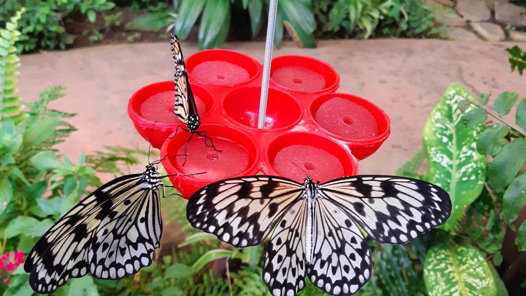 Quer borboletas no seu quintal?  Experimente estas 7 dicas
