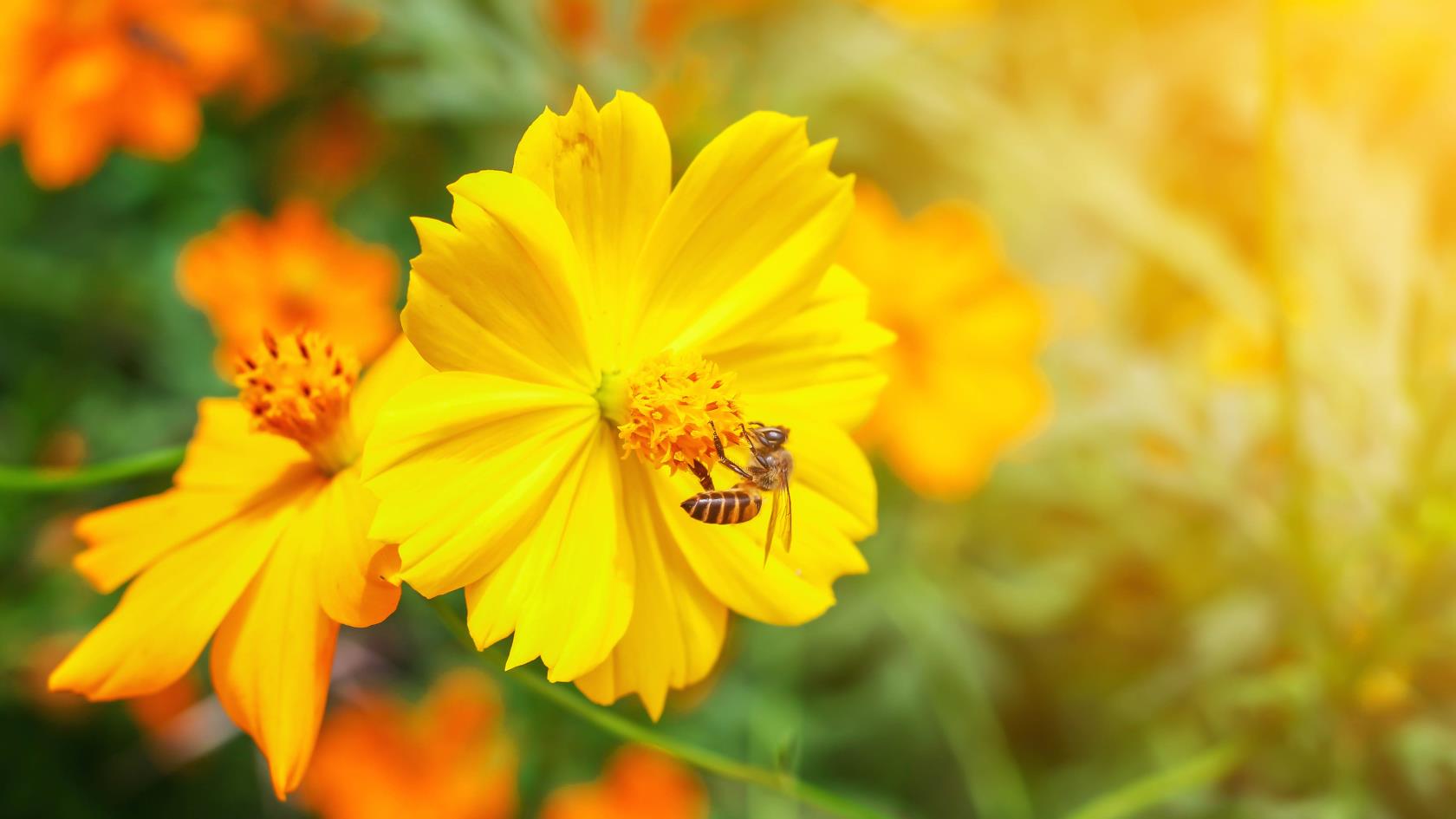 7 coisas que atraem vespas para o seu quintal