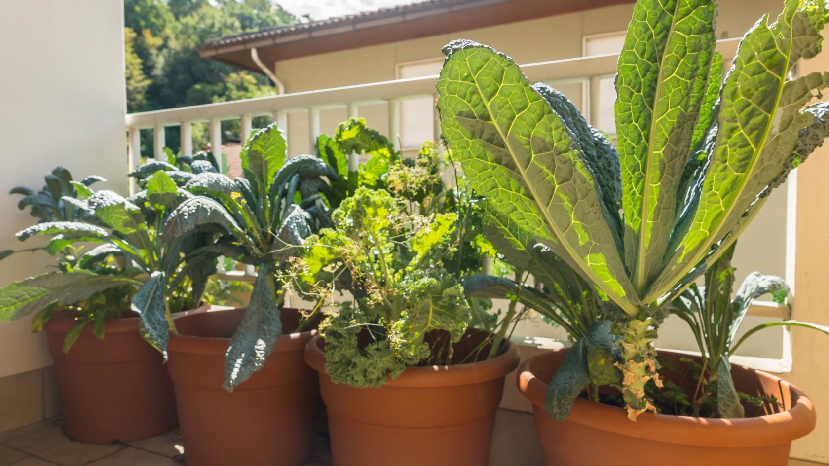10 vegetais que você pode cultivar em vasos