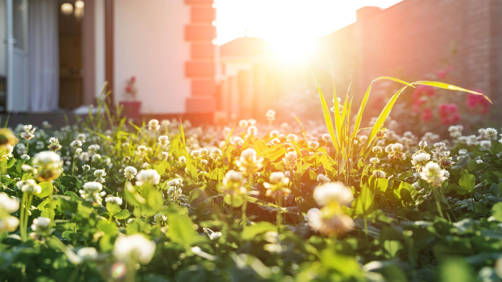 7 benefícios de um jardim de flores silvestres – e por que você deve cultivar um