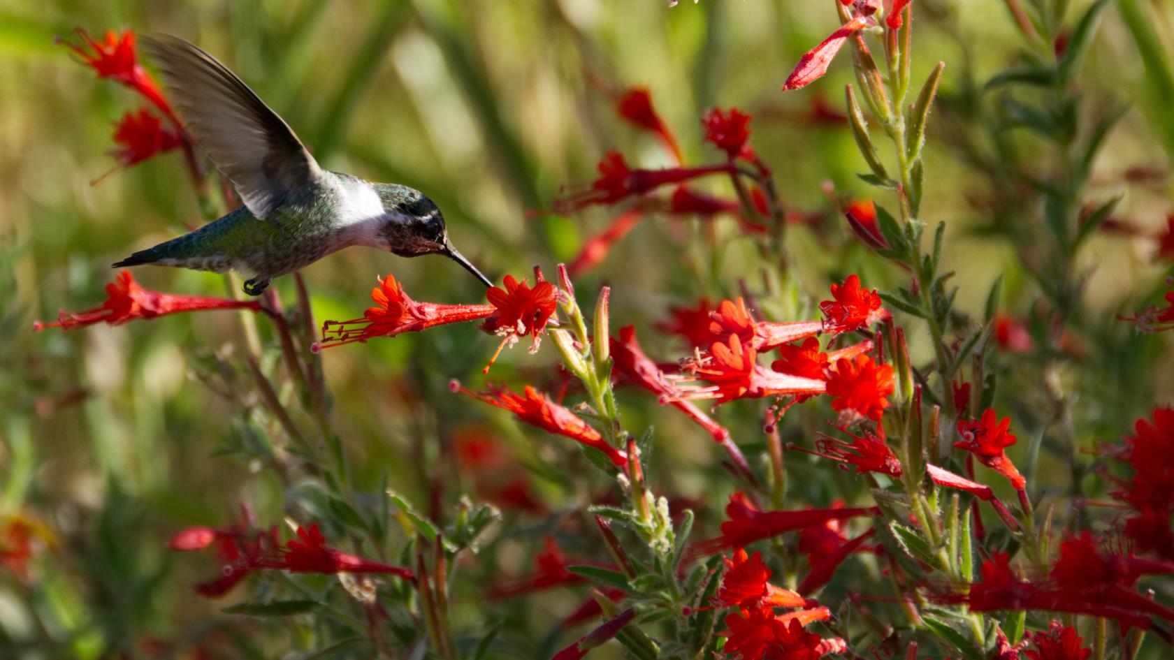7 avantages d'un jardin de fleurs sauvages - et pourquoi vous devriez en cultiver un