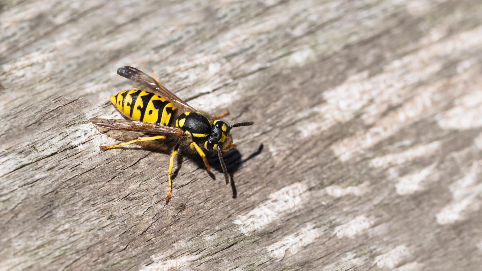 7 coisas que atraem vespas para o seu quintal