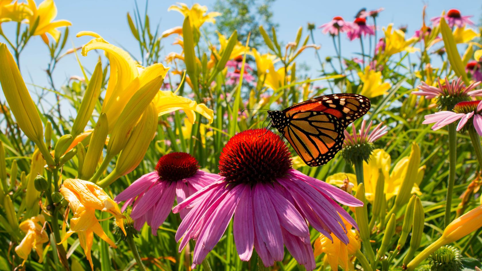 7 avantages d'un jardin de fleurs sauvages - et pourquoi vous devriez en cultiver un