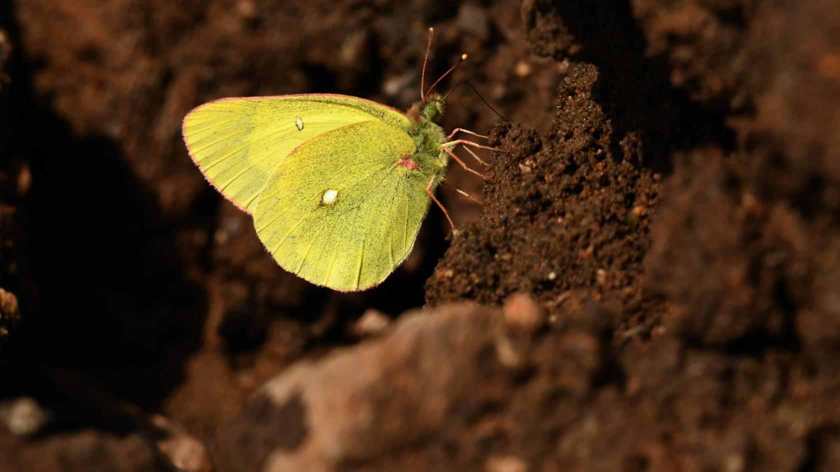 Envie de papillons dans votre jardin ?  Essayez ces 7 conseils