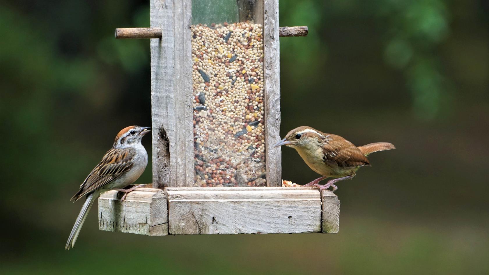Impeça que os pássaros estraguem as plantas do seu quintal – 7 dicas fáceis