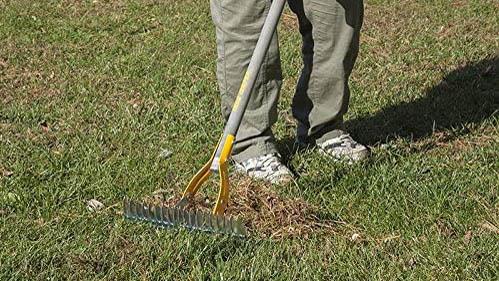 5 maneiras de se livrar do musgo em seu gramado e mantê-lo verde