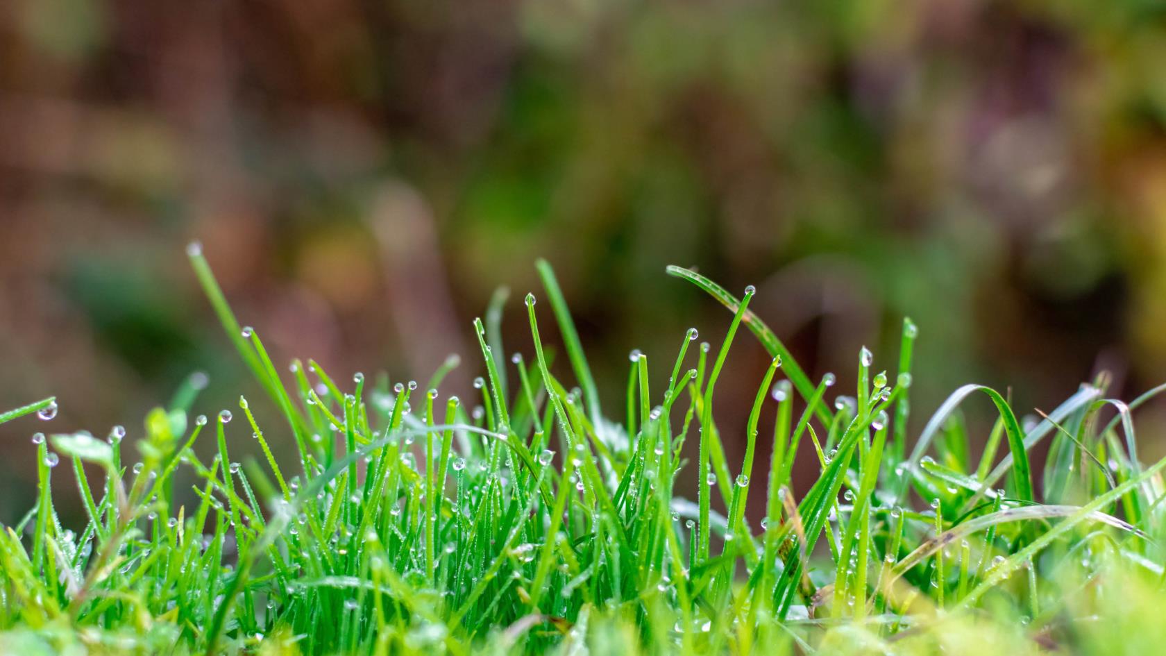 9 maneiras de reutilizar as aparas de grama após o corte