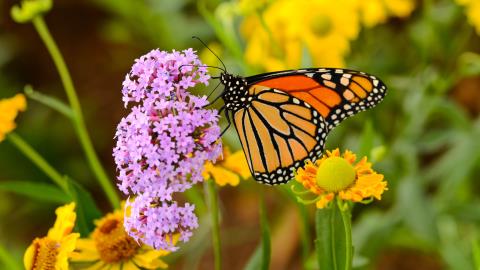 Quer borboletas no seu quintal? Experimente estas 7 dicas
