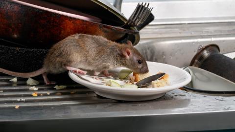 7 choses qui attirent les rats et les souris chez vous