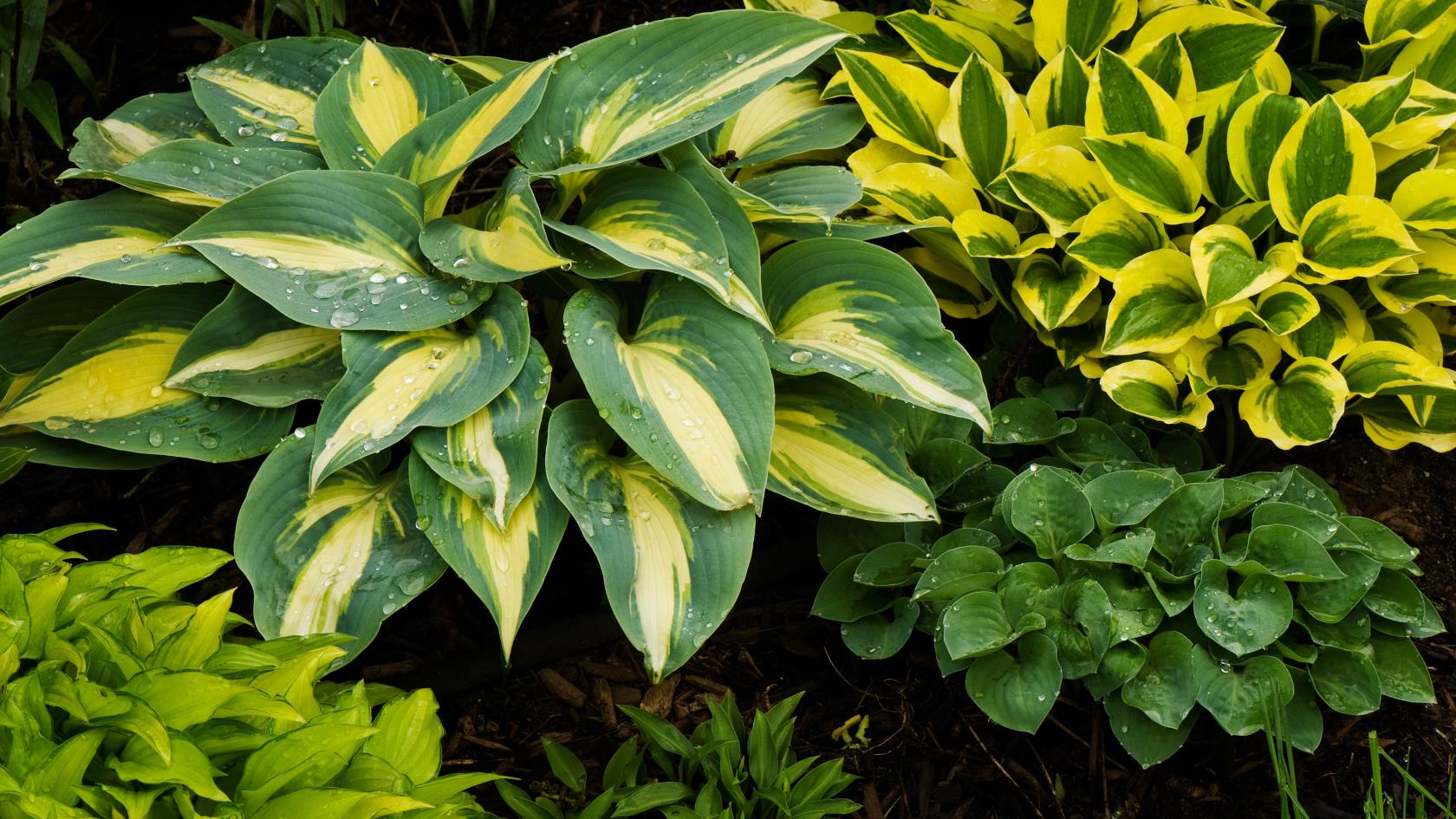 7 plantas que evitam ervas daninhas no seu quintal