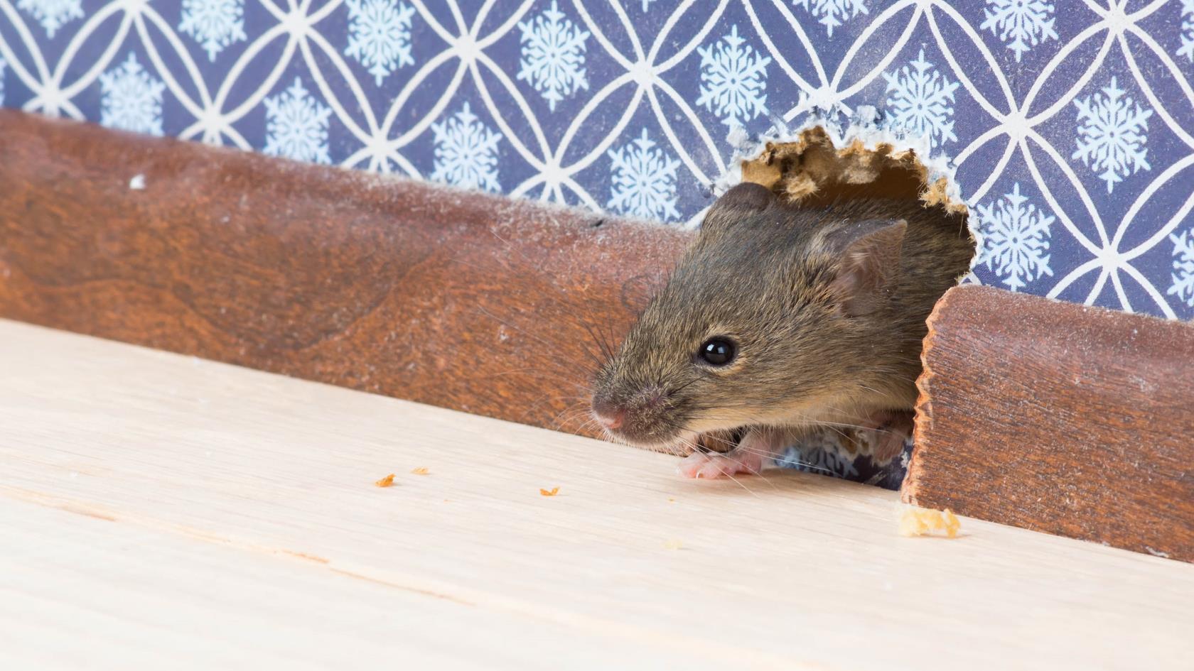7 choses qui attirent les rats et les souris chez vous