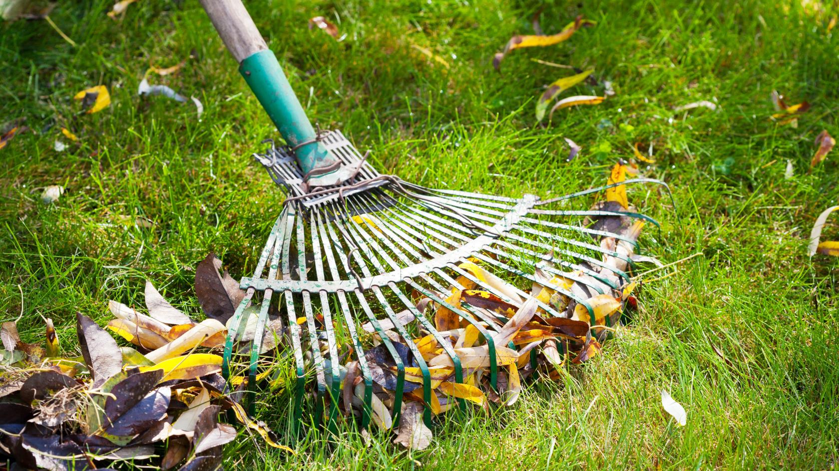7 maneiras de se livrar dos cogumelos no seu quintal